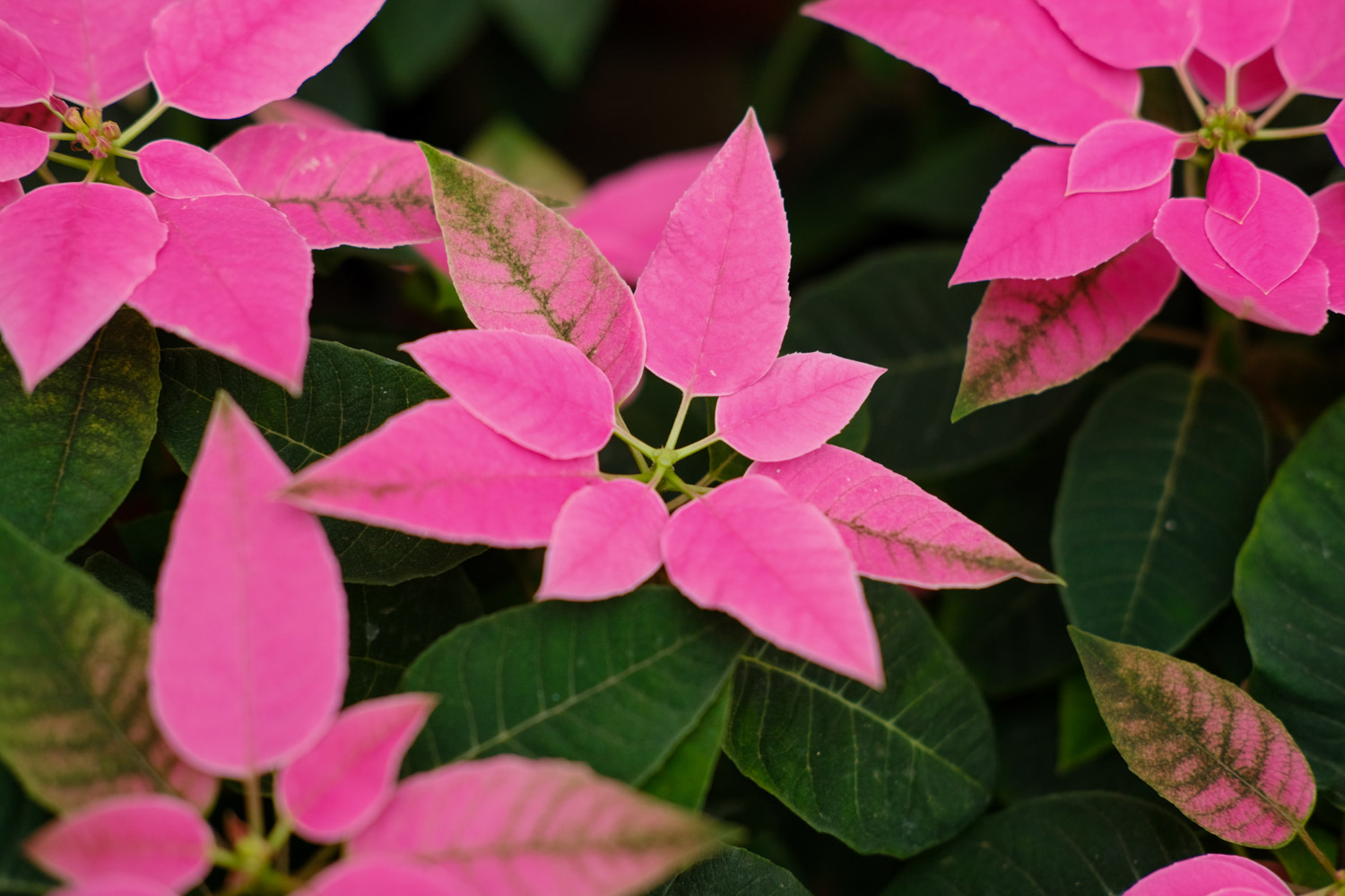 poinsettia