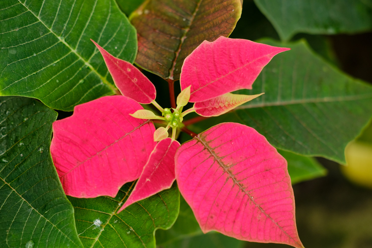 poinsettia