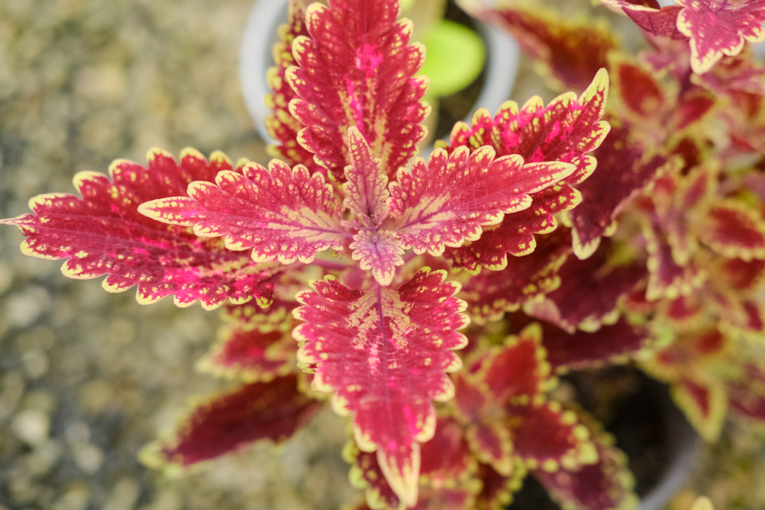 Coleus