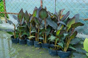 how to manage water on a balcony plants