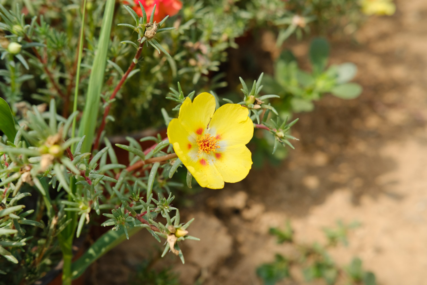 Sun flower