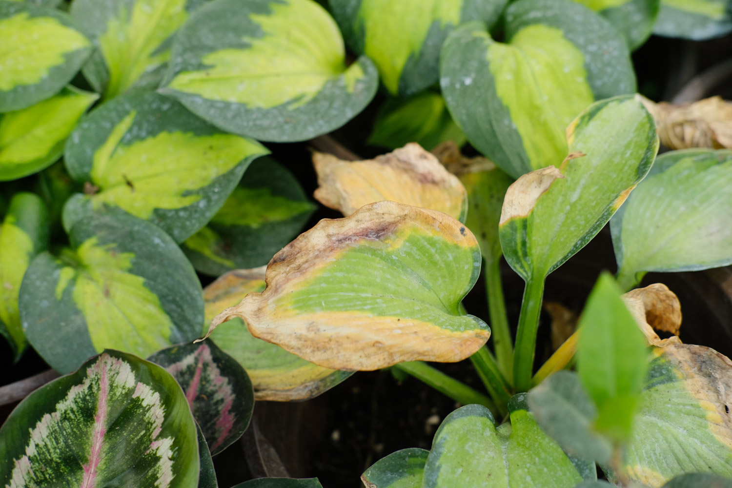 Hosta