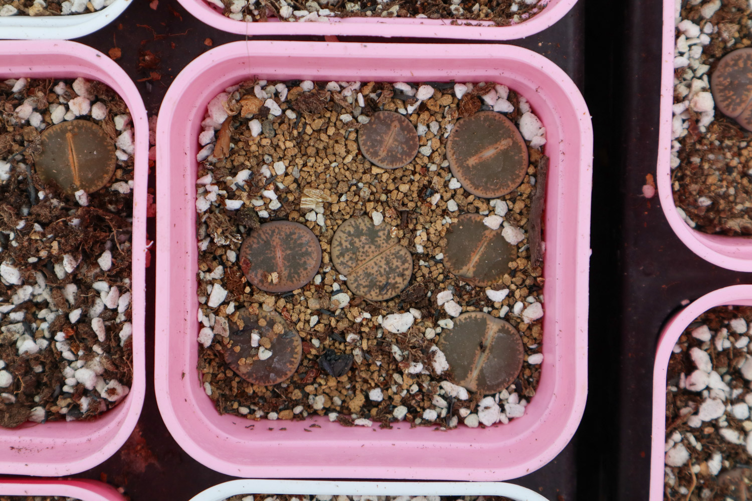 Lithops