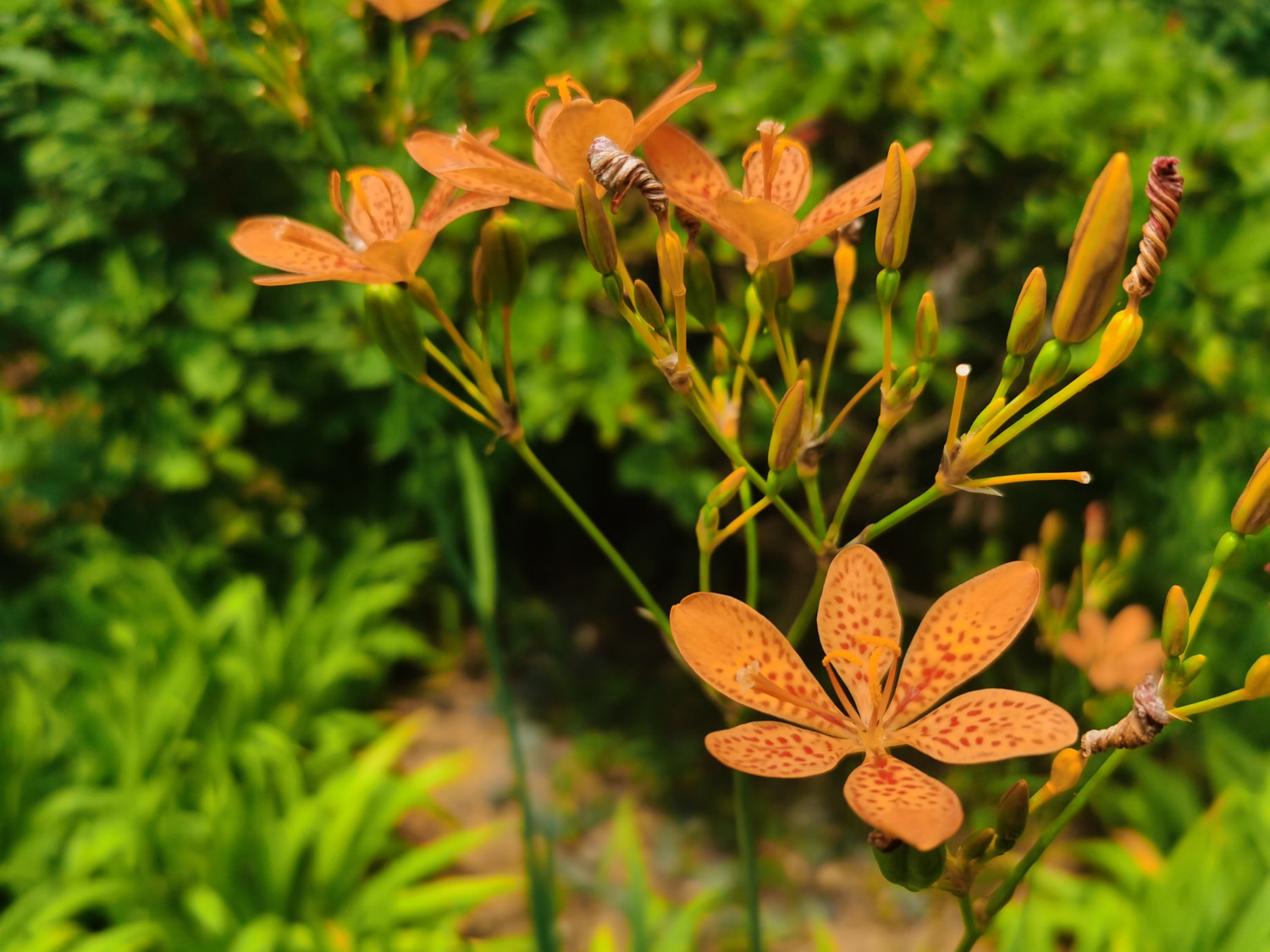 Leopard flower