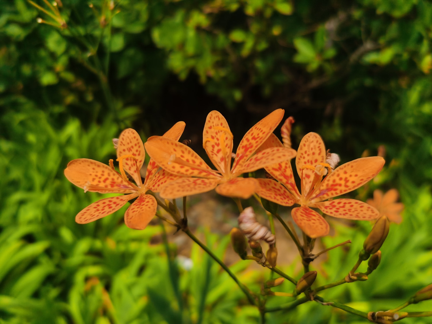 Leopard flower