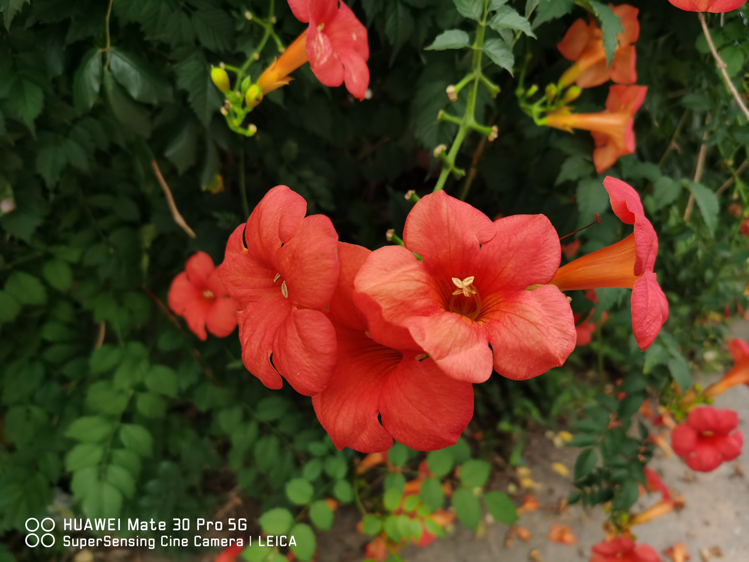 Chinese trumpet creeper