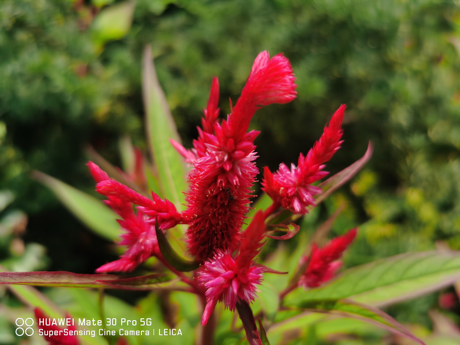 Celosia