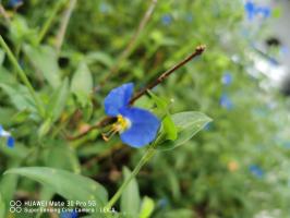 Cultivation method of Commelina communis