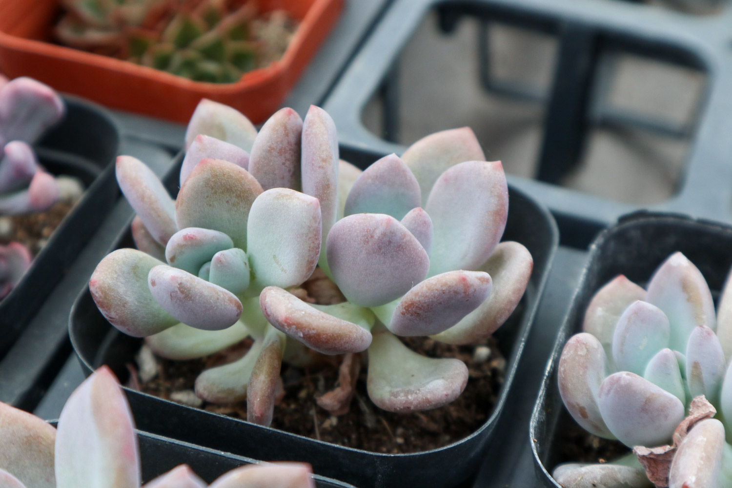 Graptoveria Opalina 