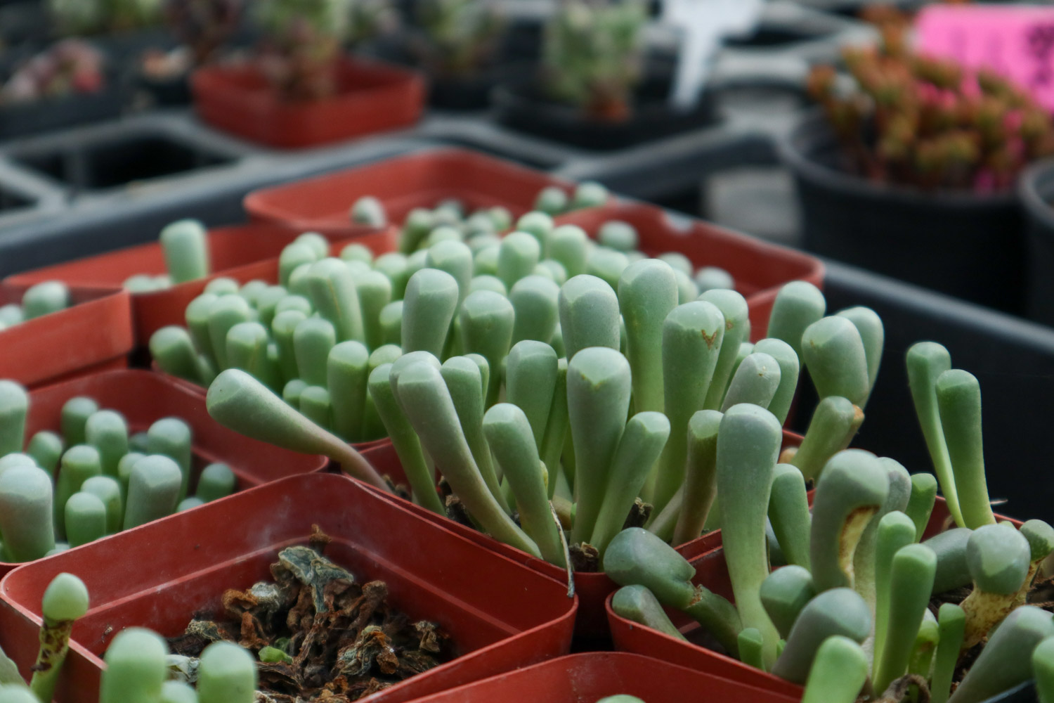 Fenestraria aurantiaca 