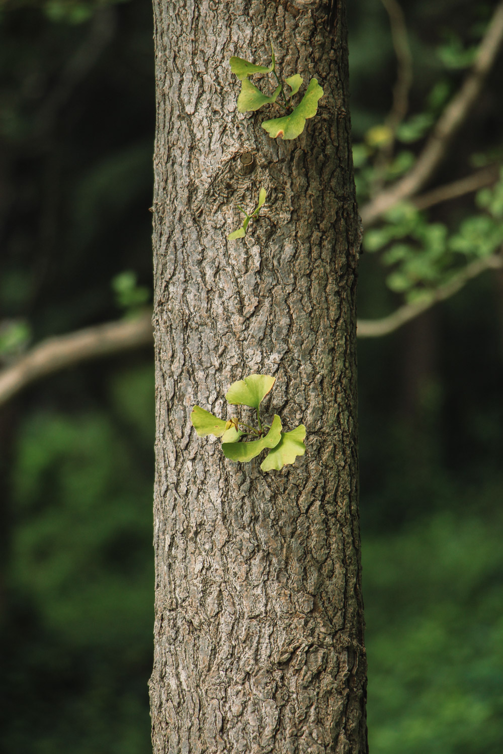 ginkgo