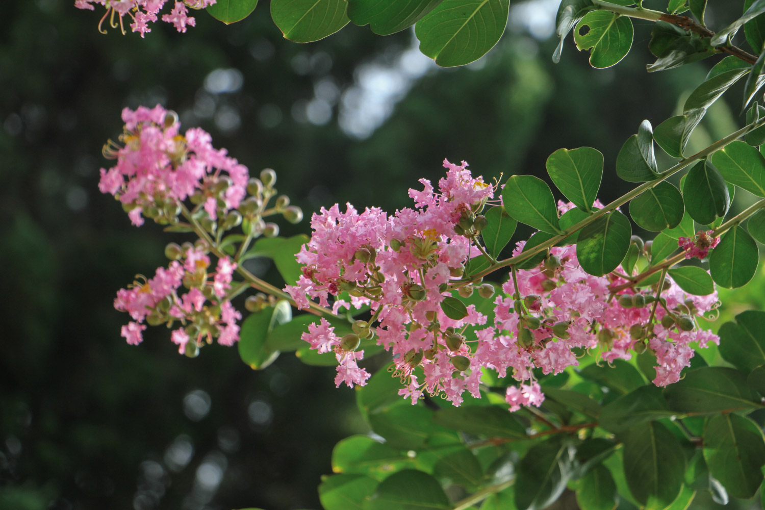 Crape myrtle