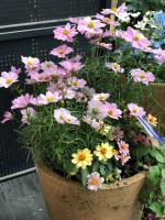 How to water the chrysanthemum?