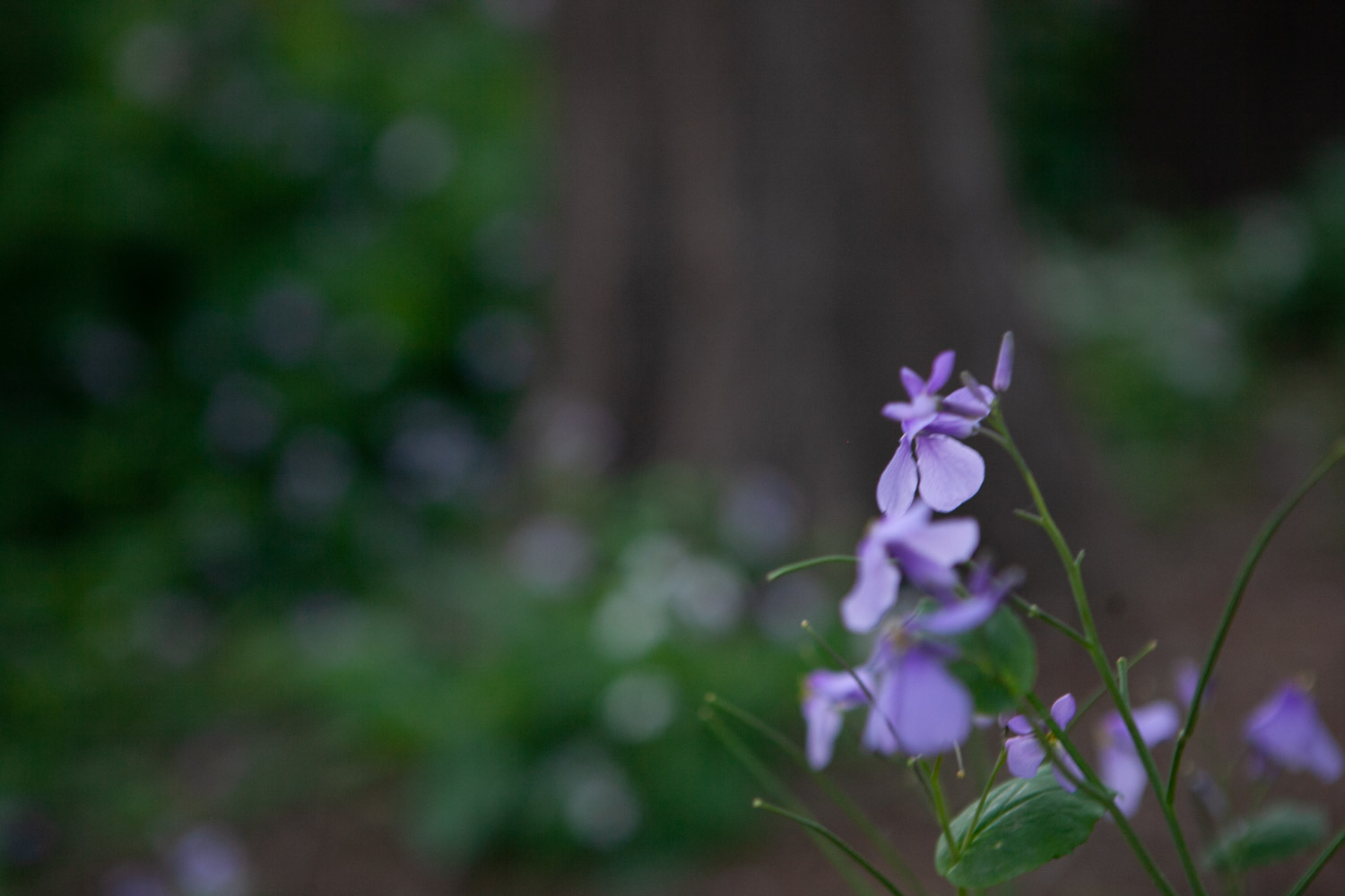 Orychophragmus violaceus