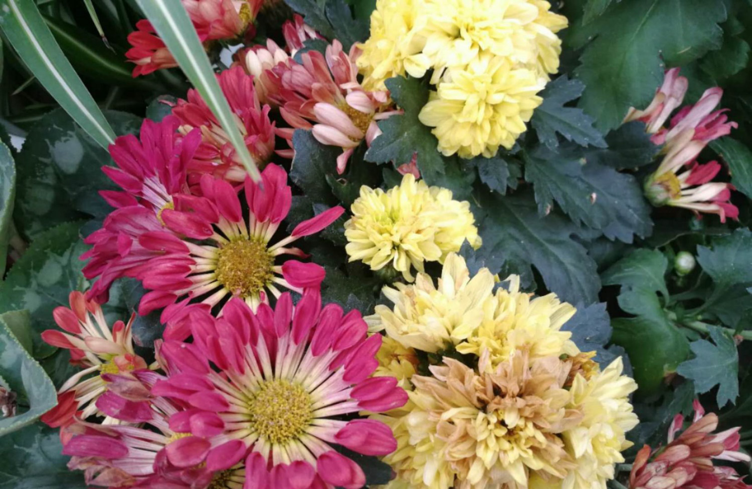 Chrysanthemum