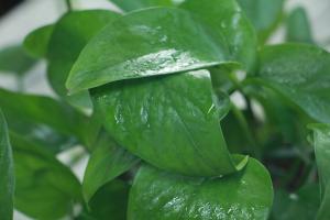 Green vines and bracketplant... In this way, cuttings can take root for 5 days. Don't buy it at any price!