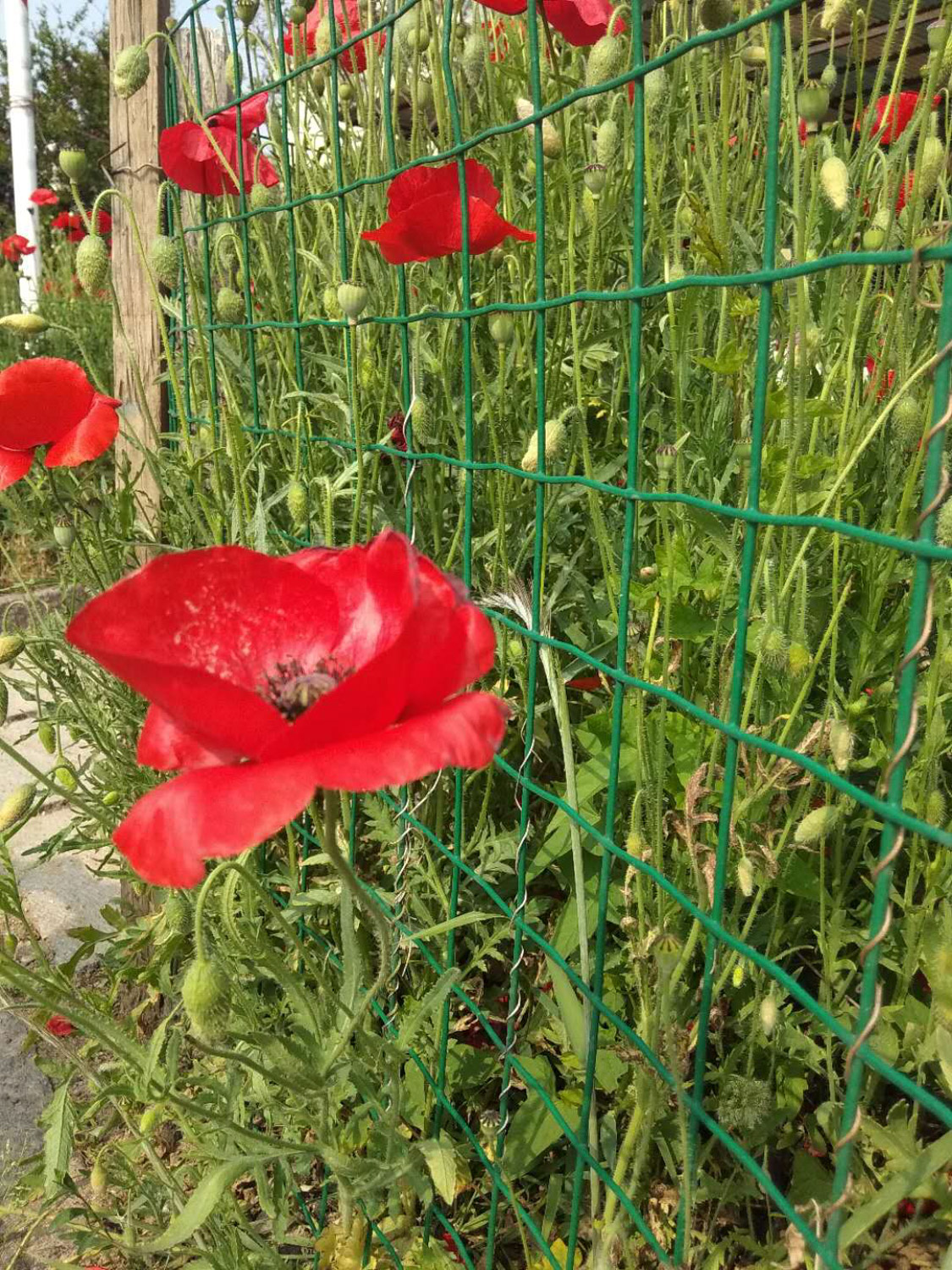 corn poppy