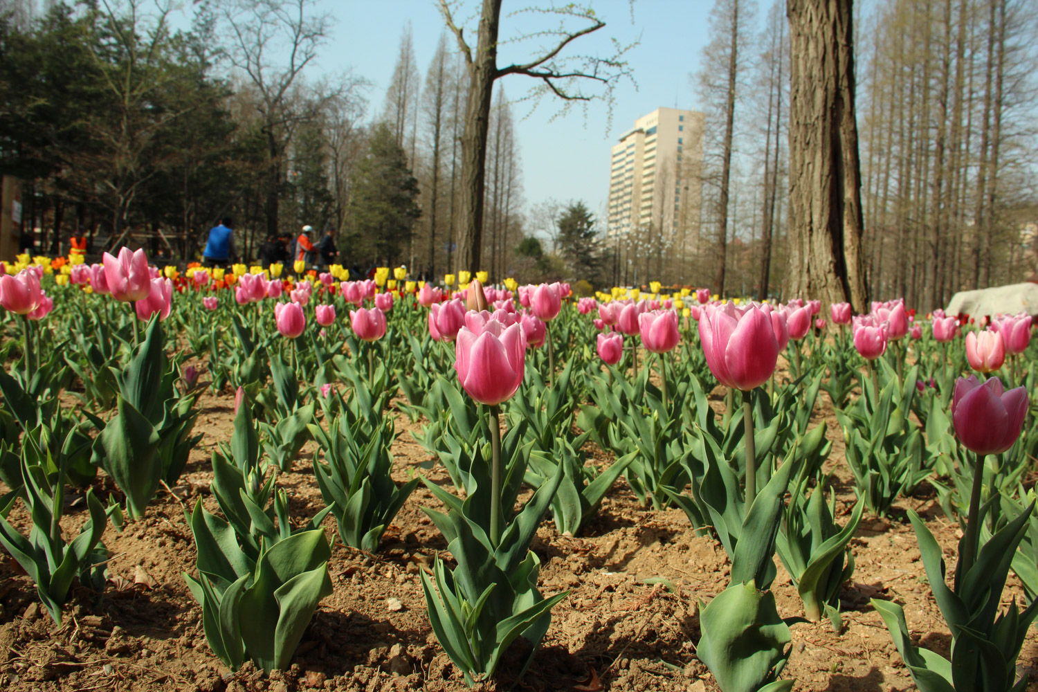 tulips