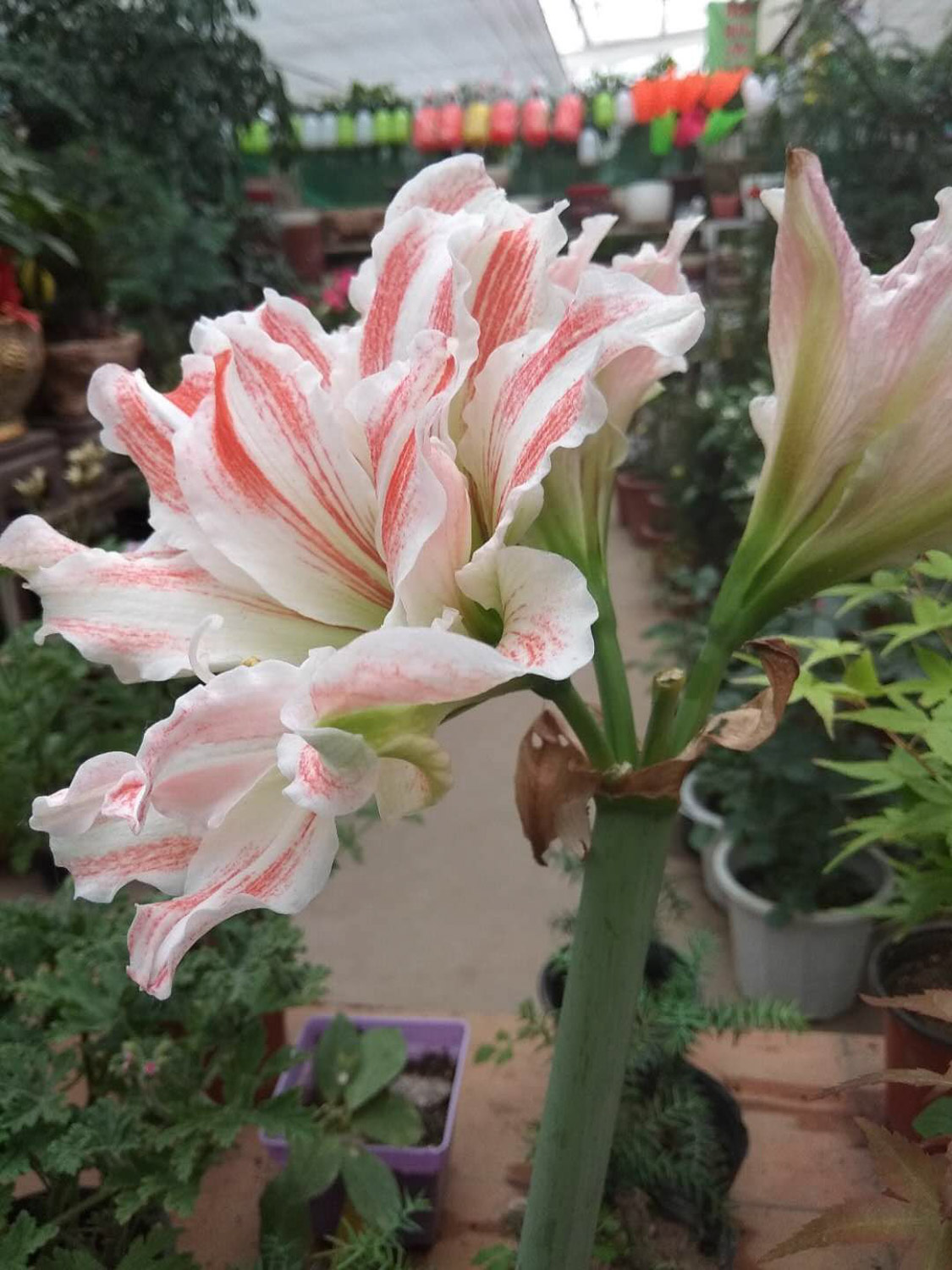 amaryllis