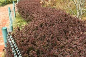 Propagation method of Berberis amurensis