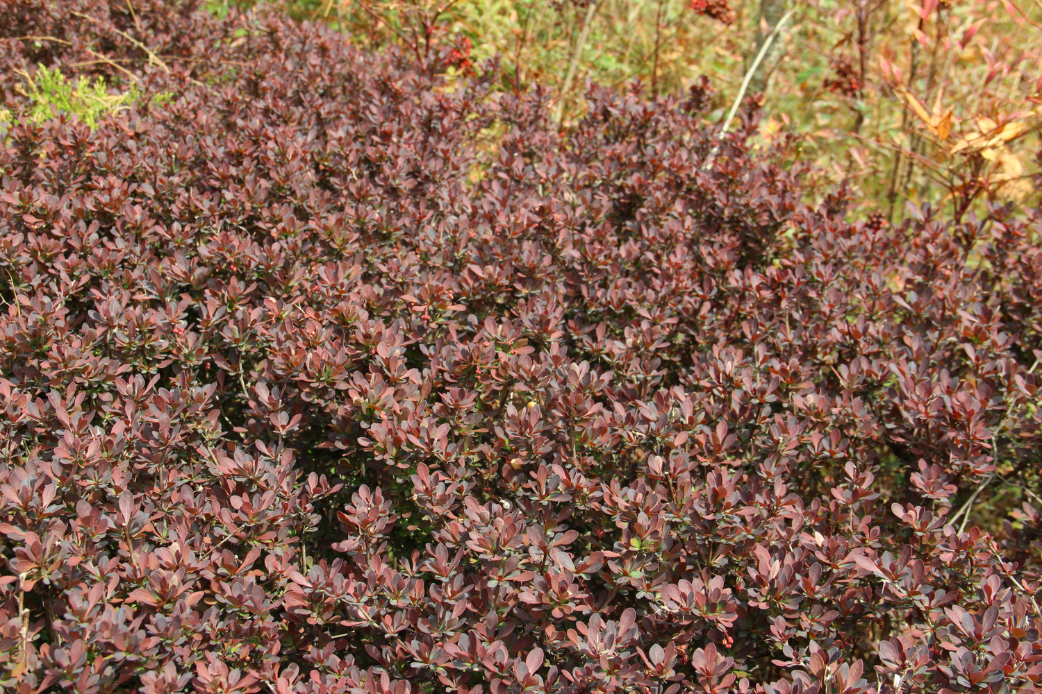 berberis thunbergii 