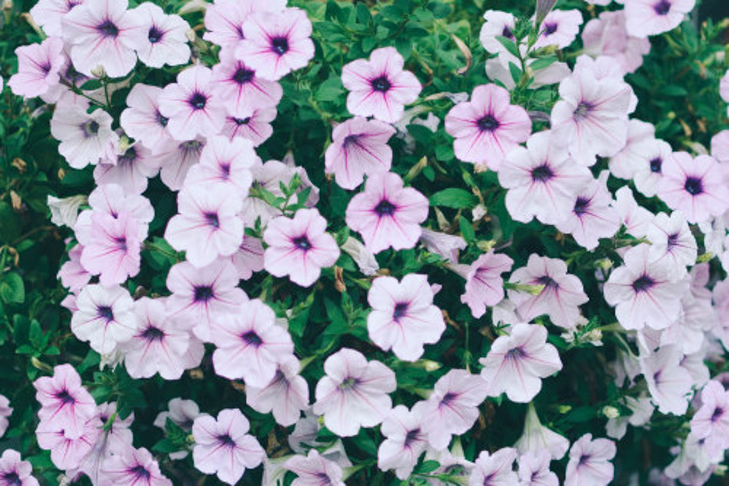 Petunia hybrida