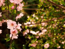 How to maintain green peach after flowering