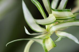 Chlorophytum cutting video: a simple method of Chlorophytum cutting, one pot into ten pots