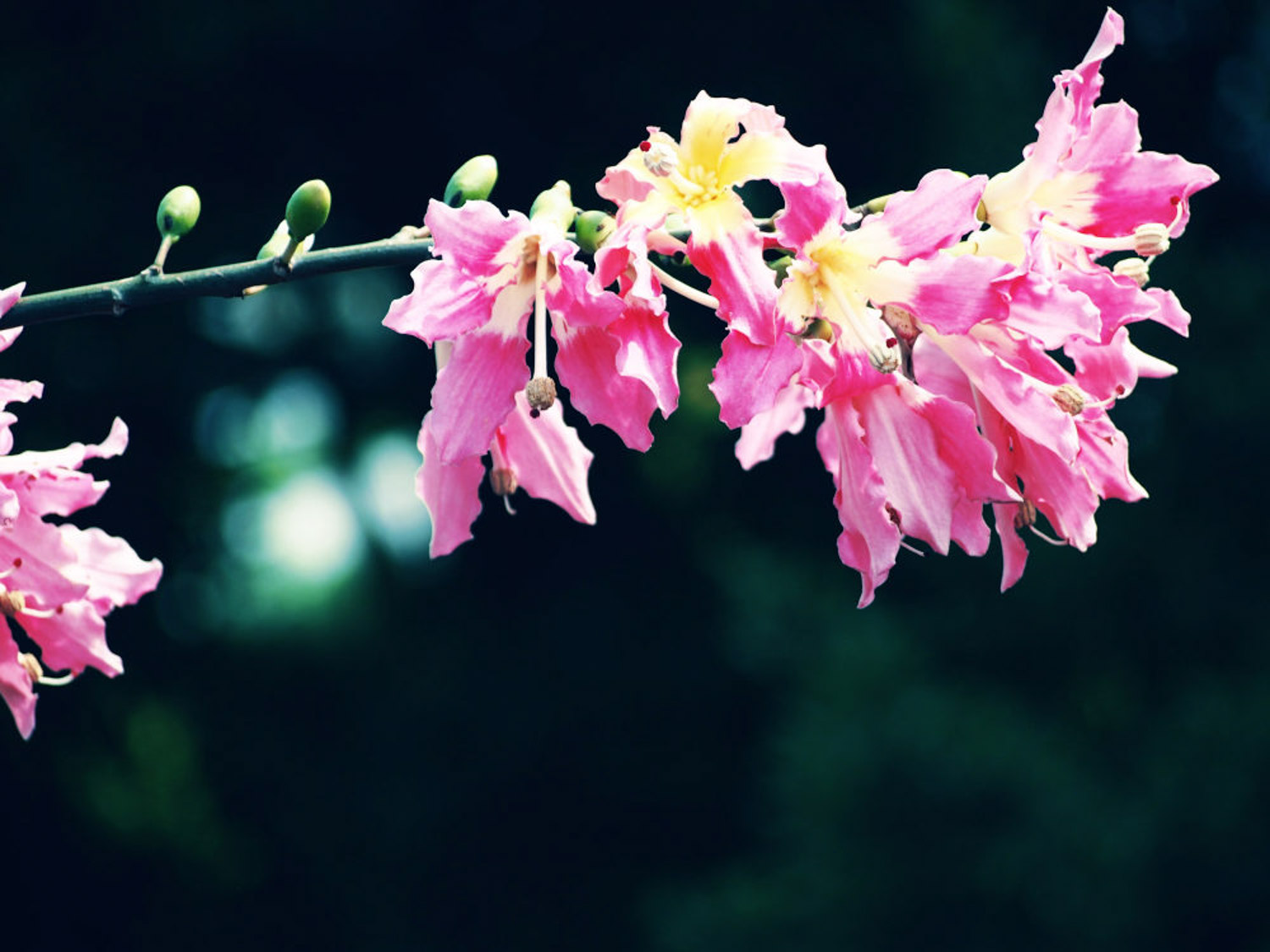 Chorisia speciosa 