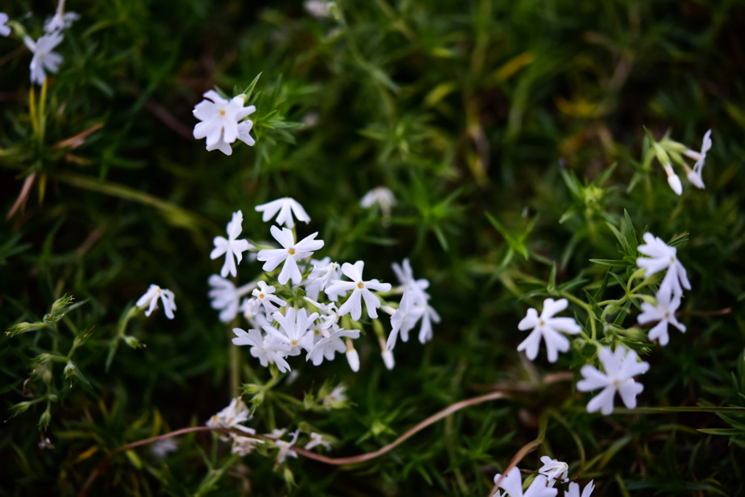 Verbena