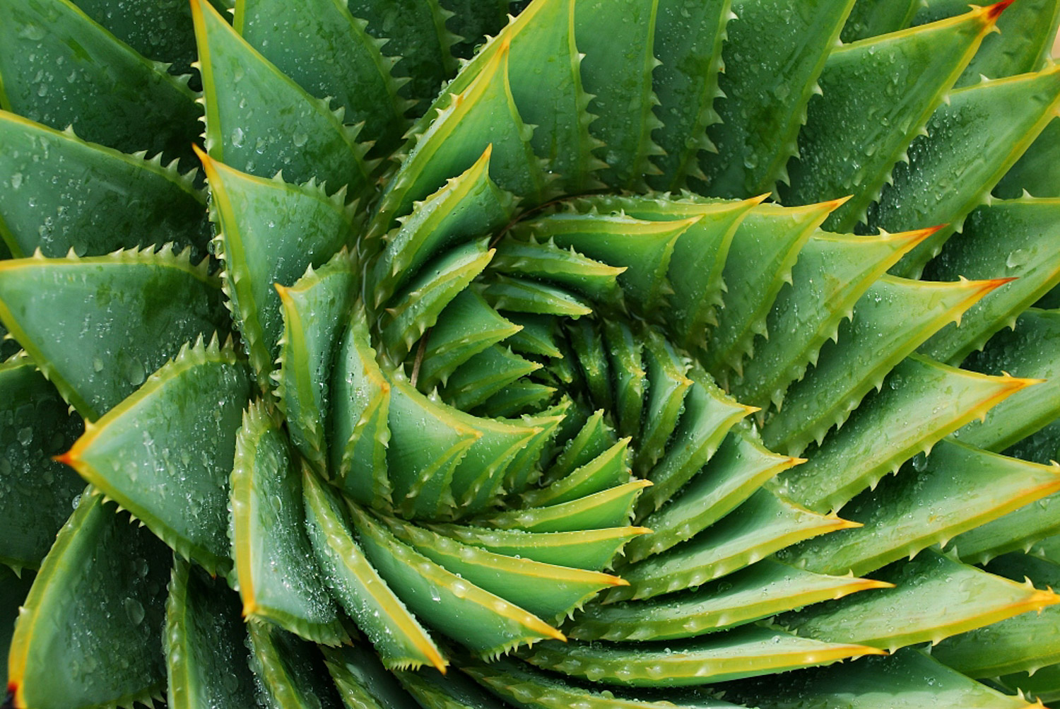 Aloe polyphylla 