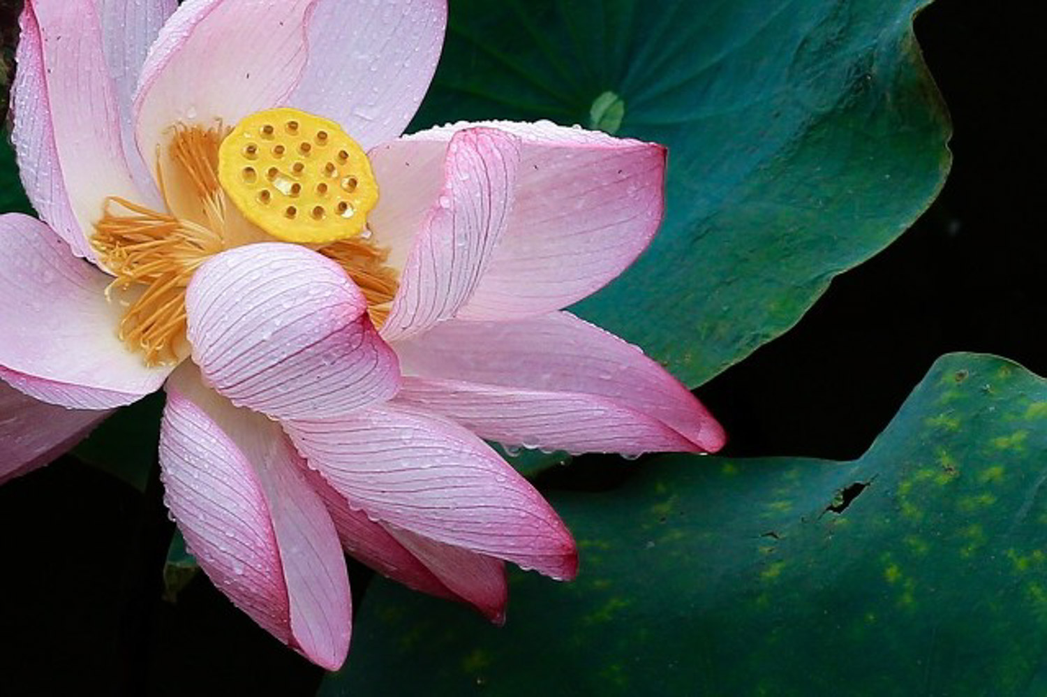 Lotus