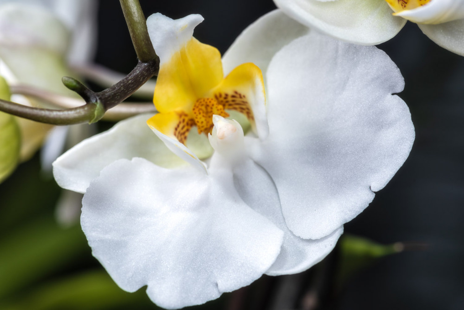 moth orchid