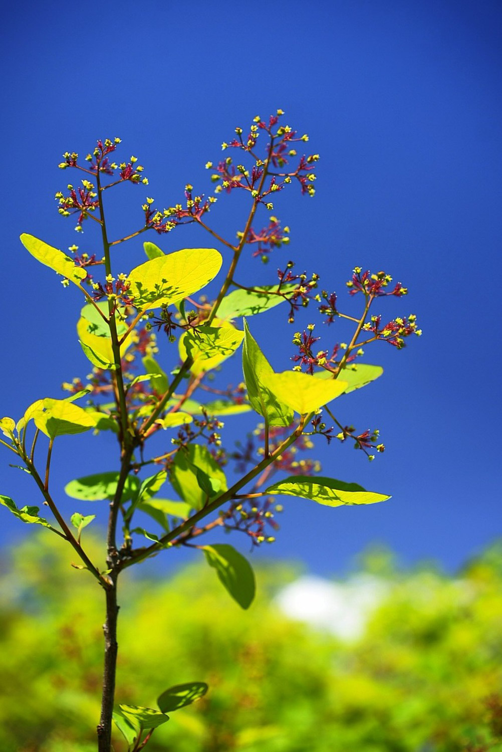 Cotinus coggygria