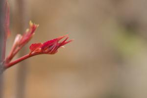 Propagation method of Toona sinensis