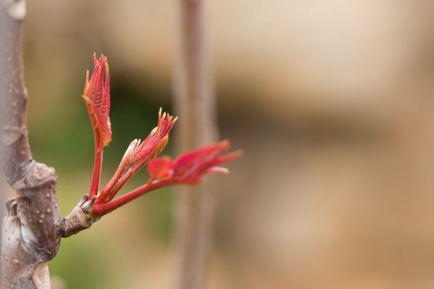 Toona sinensis