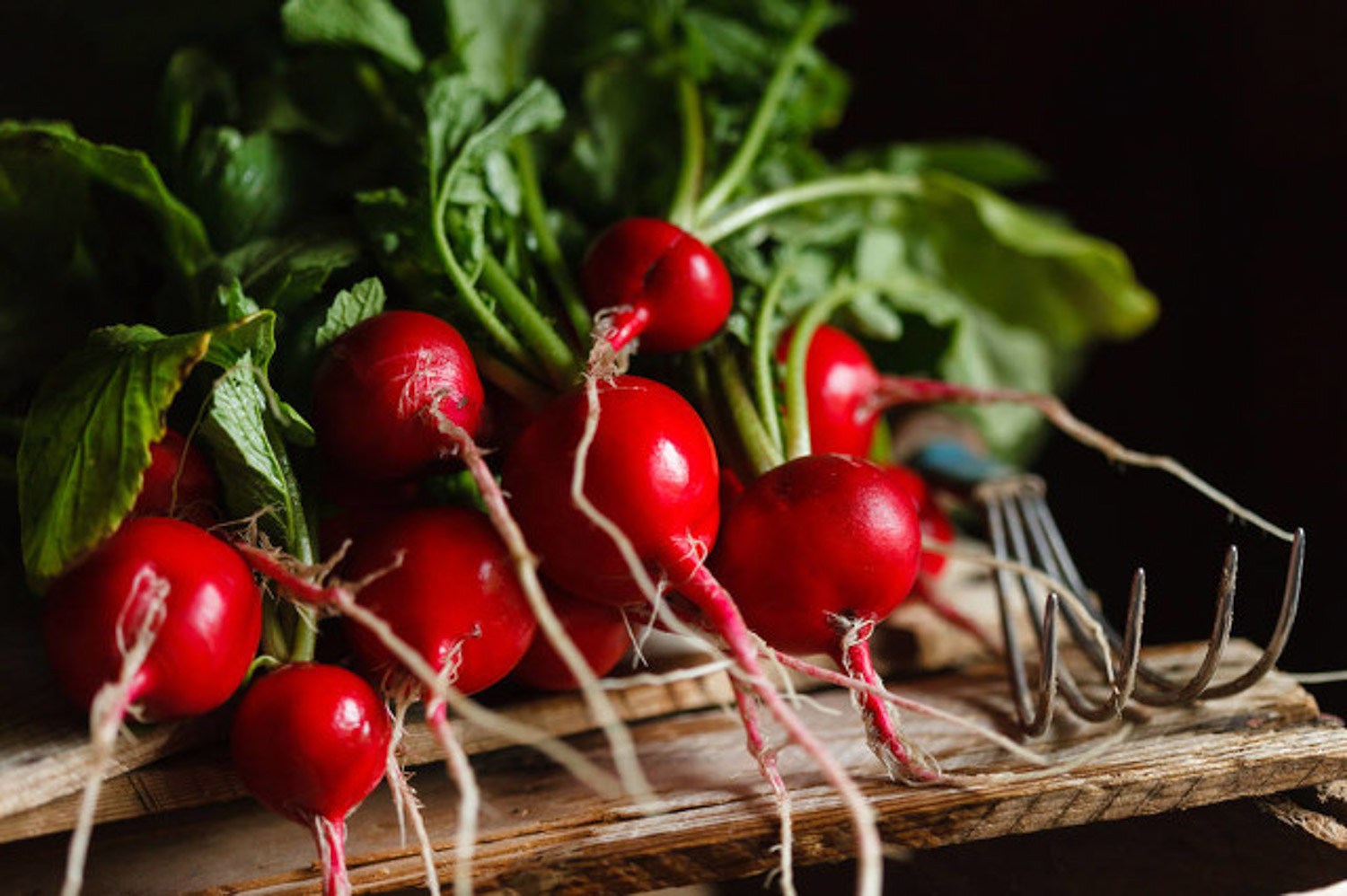 Cherry Radish