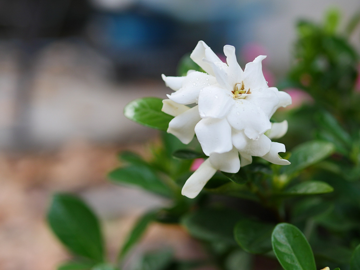 Gardenia