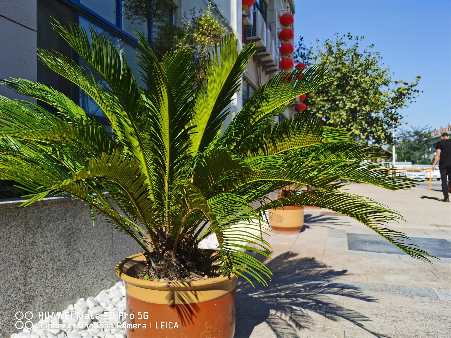 Cycas