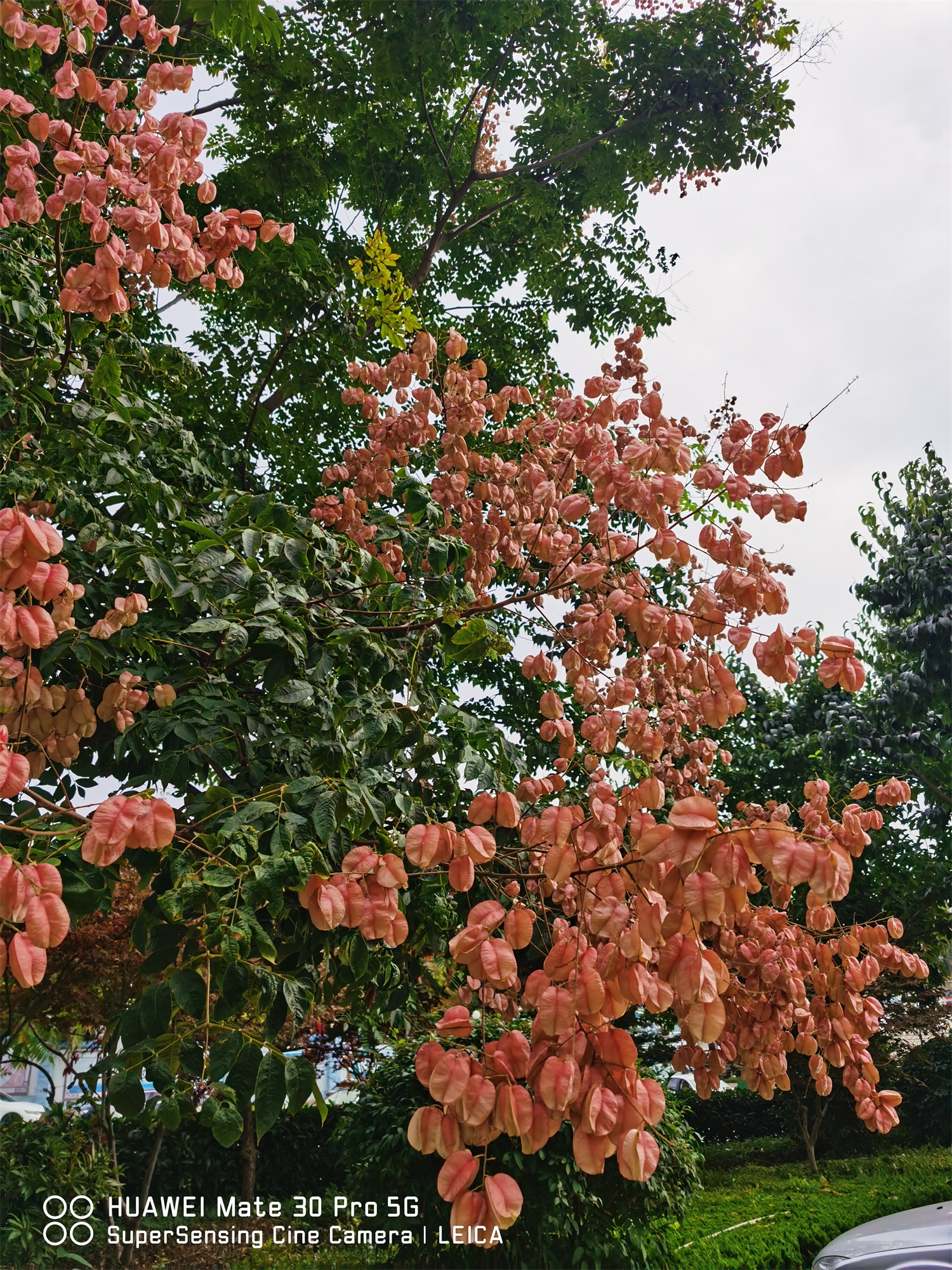 Koelreuteria Paniculata