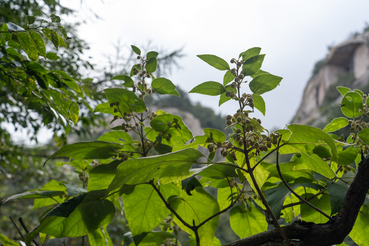 Paulownia