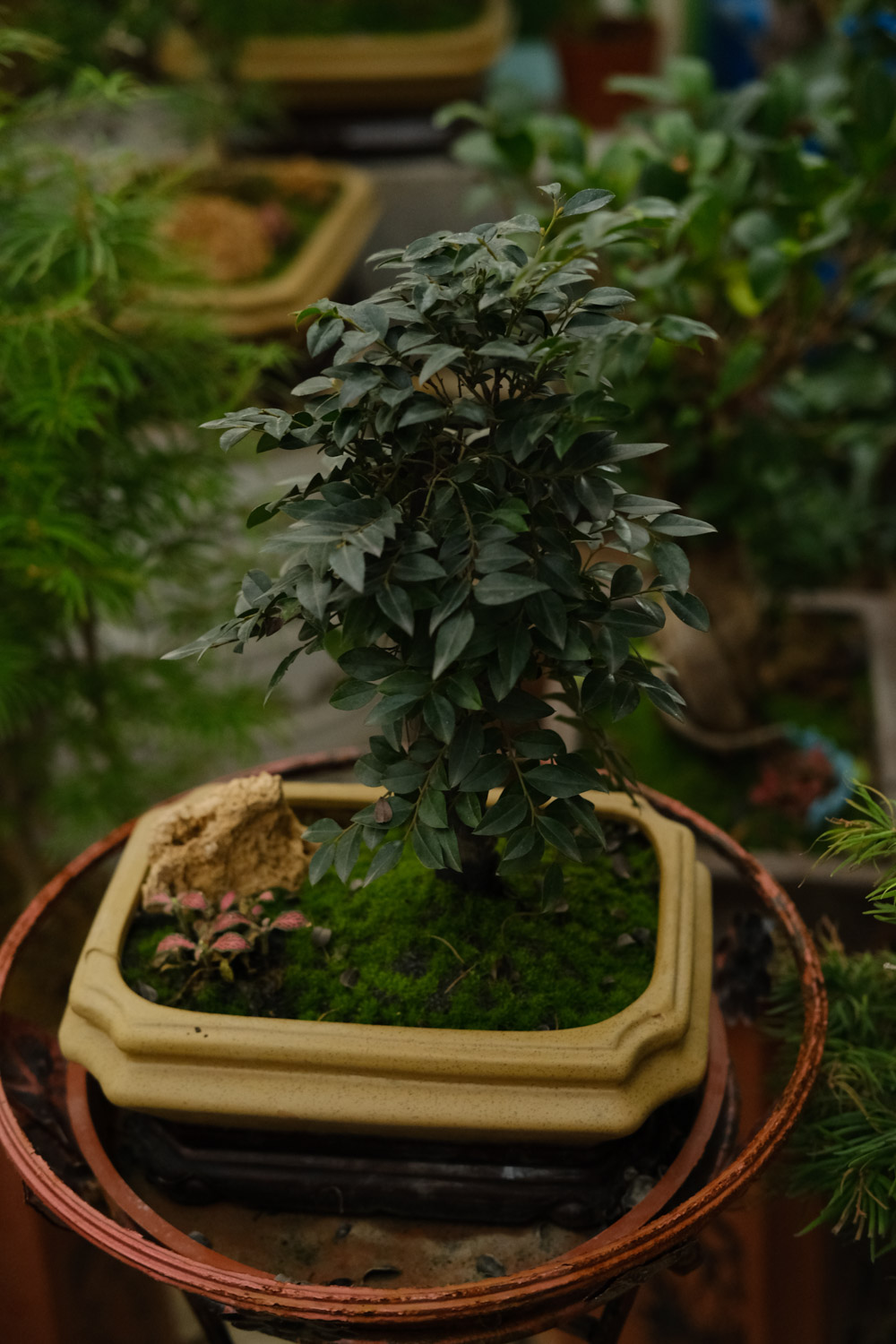 bonsai