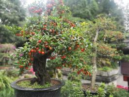 Method for hanging more fruits in golden marbles bonsai