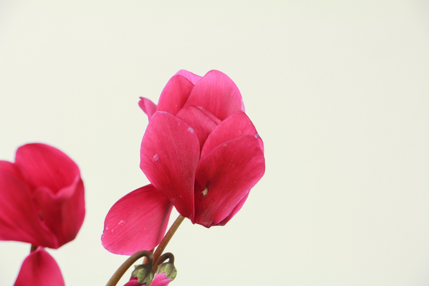 Cyclamen