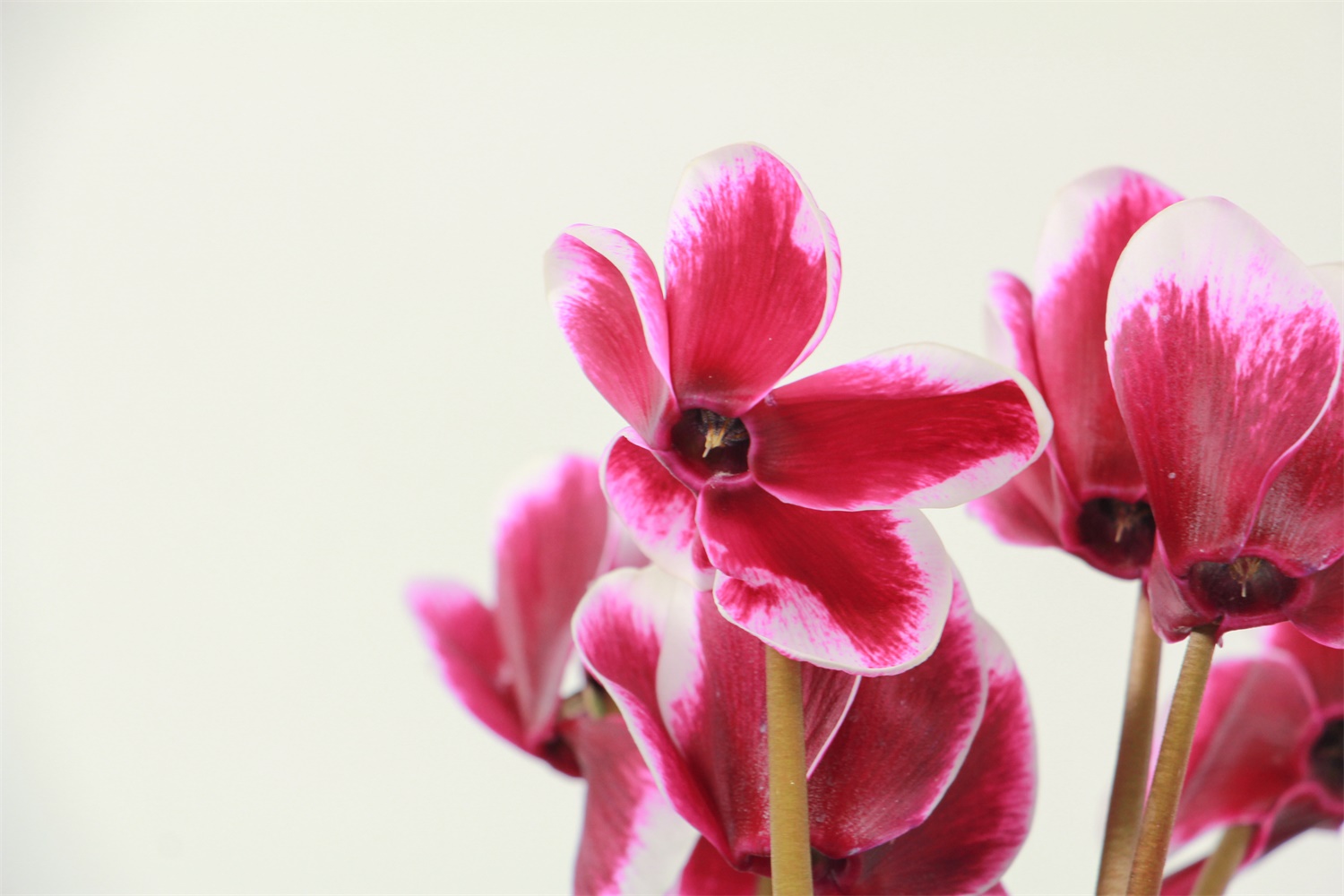 Cyclamen