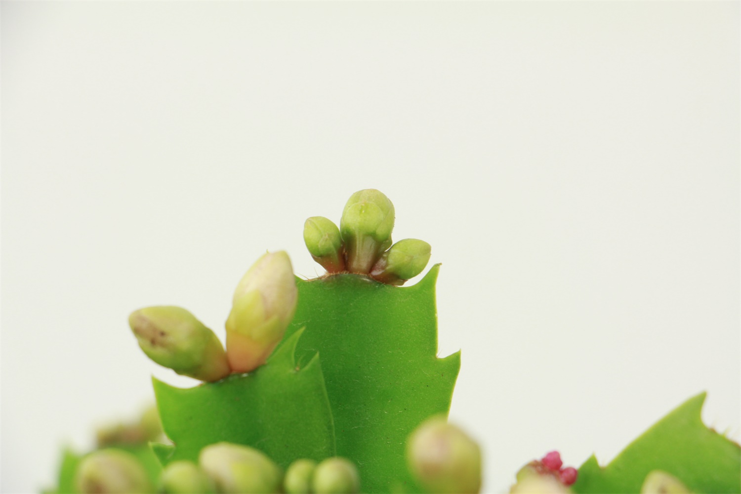 crab cactus