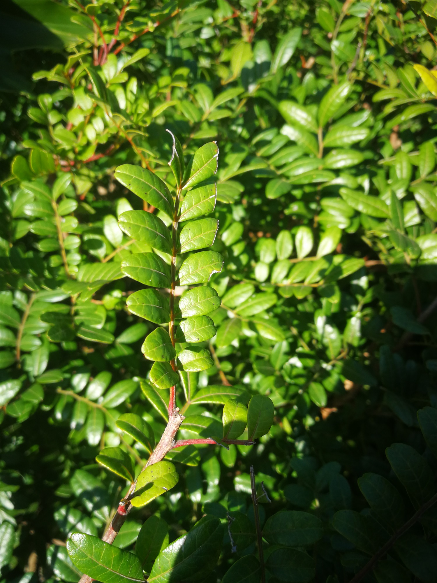 Fragrant wood