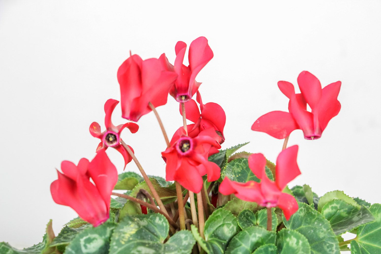 Cyclamen