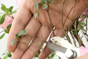 How to prune the azalea after flowering