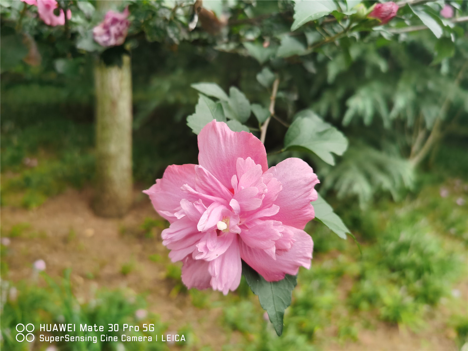 hibiscus